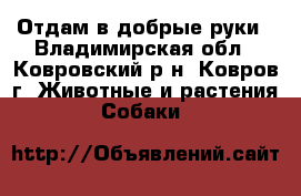 Отдам в добрые руки - Владимирская обл., Ковровский р-н, Ковров г. Животные и растения » Собаки   